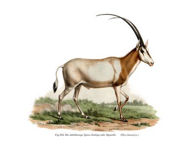 Oryx d